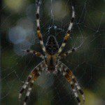 Tiger-the-spider-45-300×300