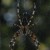 Tiger-the-spider-45-50×50