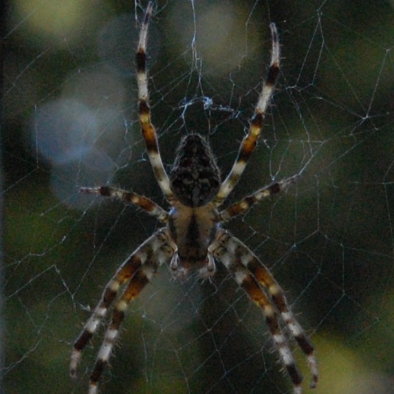 Tiger-the-spider-45