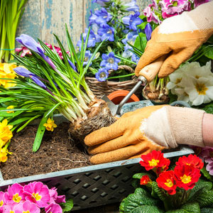 Gardening
