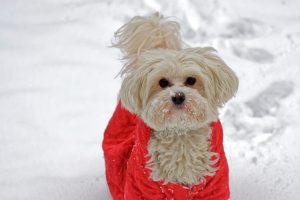 How To Survive Winter In Chicago