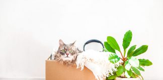 Reuse moving box as cardboard playhouse for your cat.