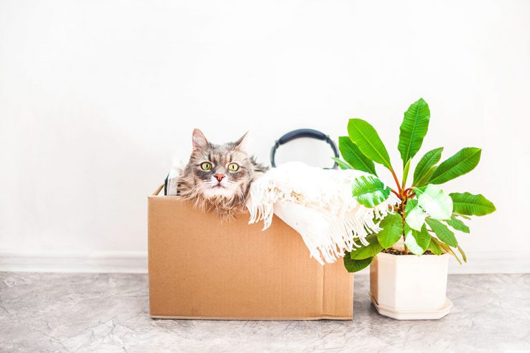 Reuse moving box as cardboard playhouse for your cat.