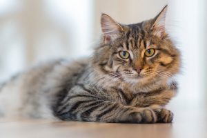Things to Discuss When Moving in With a New Roommate