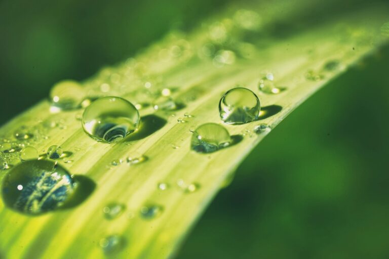 Close-up of vibrant green monstera leaves covered in glistening dew drops to represent the humid Honolulu climate.